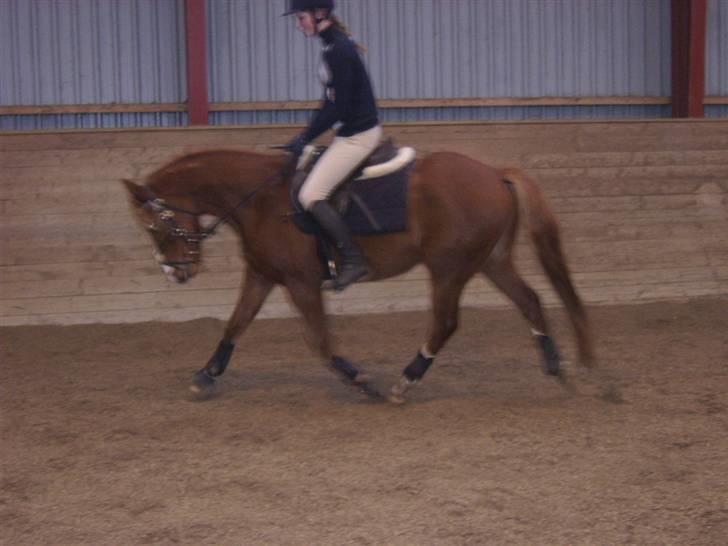 DSP Sejerøs Baron (Solgt) billede 5