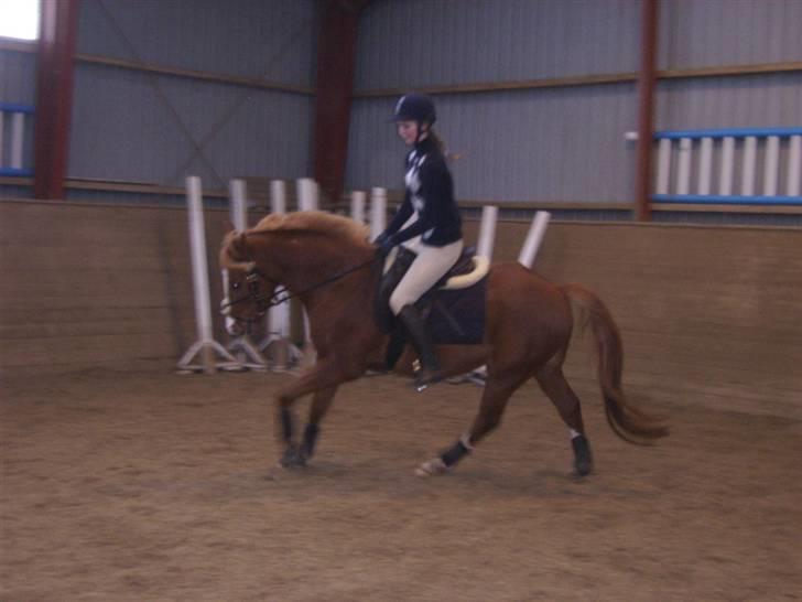 DSP Sejerøs Baron (Solgt) billede 6