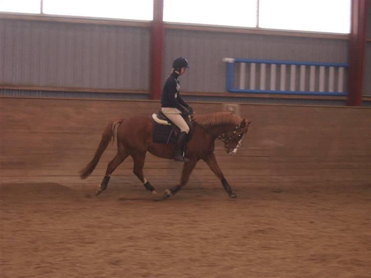 DSP Sejerøs Baron (Solgt) billede 7