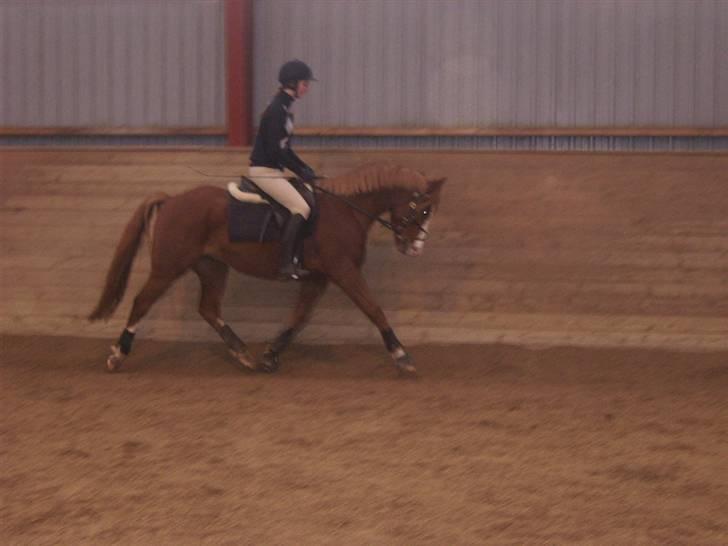 DSP Sejerøs Baron (Solgt) billede 8