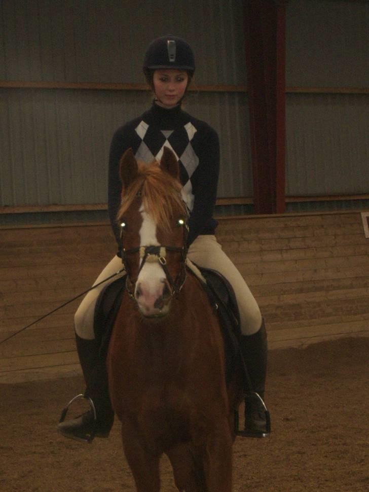 DSP Sejerøs Baron (Solgt) billede 9