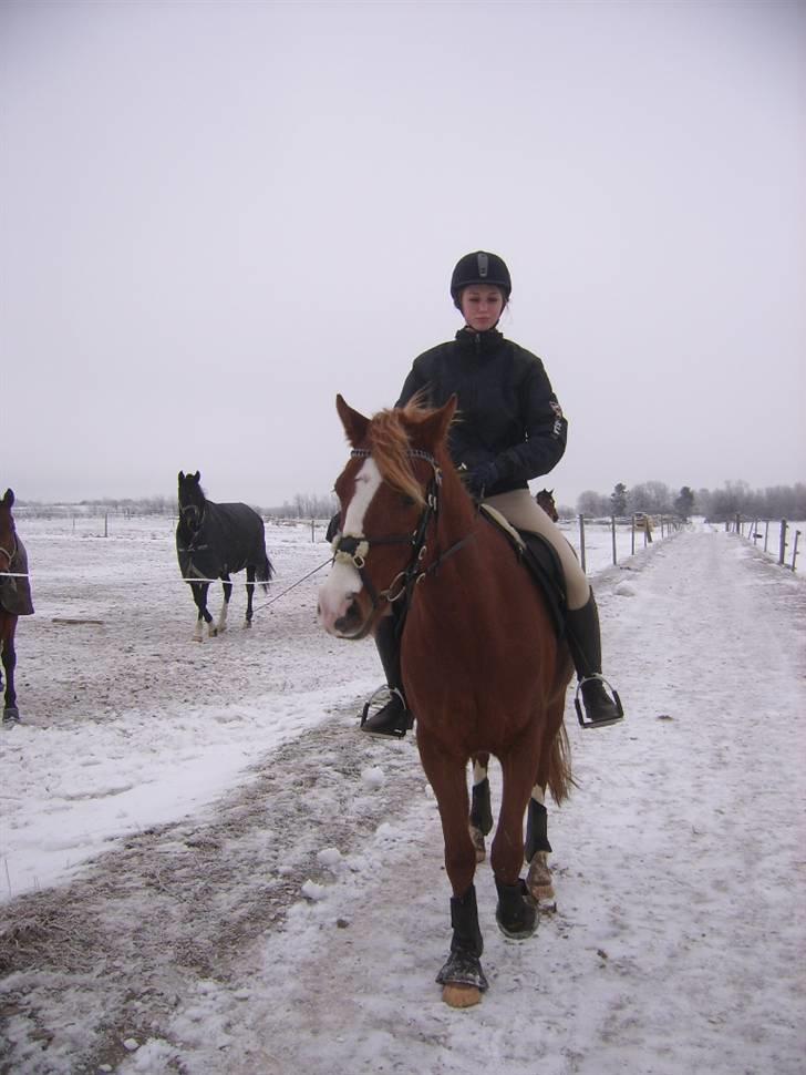 DSP Sejerøs Baron (Solgt) billede 10