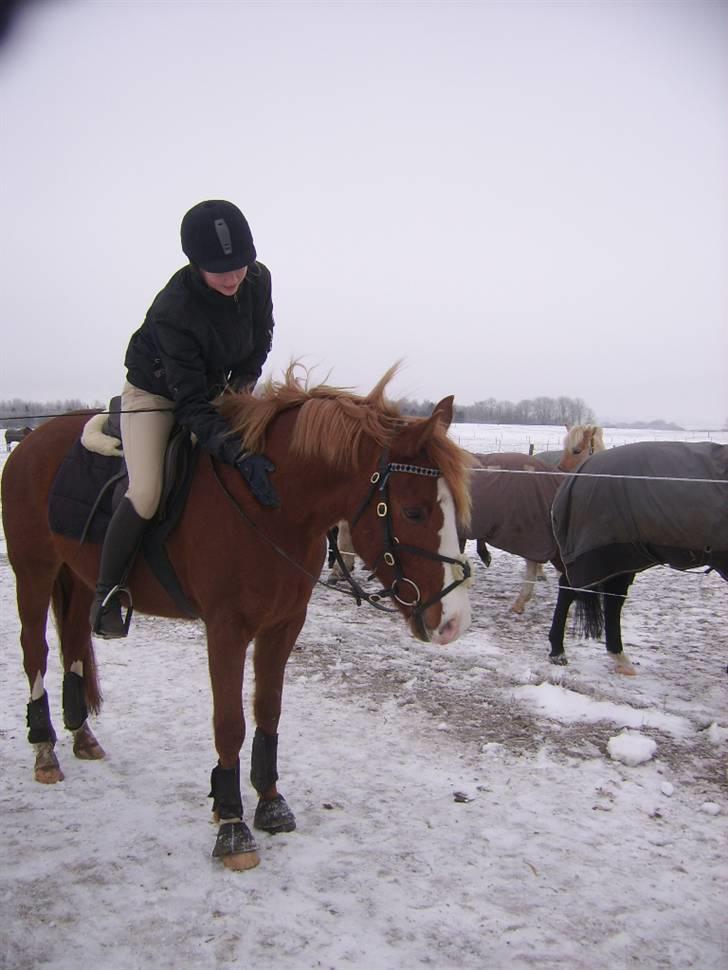 DSP Sejerøs Baron (Solgt) billede 11