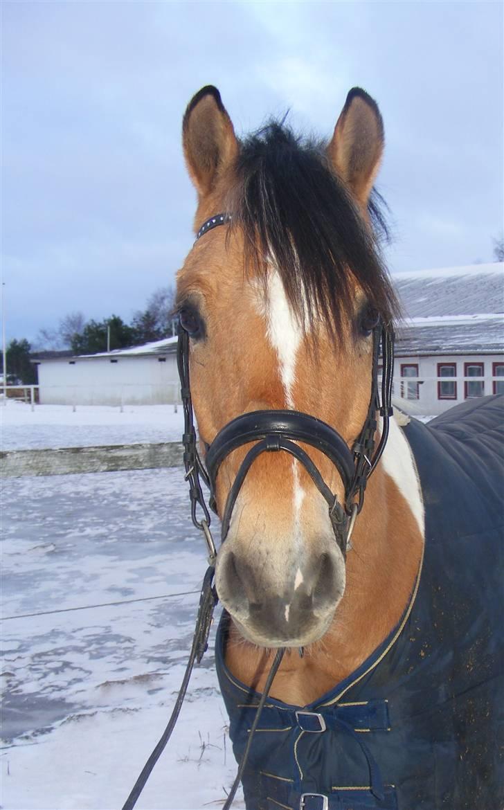 Anden særlig race Capello <3 Solgt - 7# Aldrig mødt en mere fotogen pony en dig babi ? xD Foto: Malene Friis billede 7