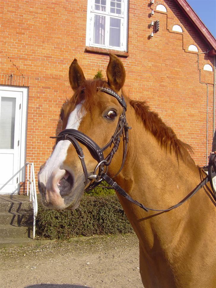 Anden særlig race Tots Ramik billede 1