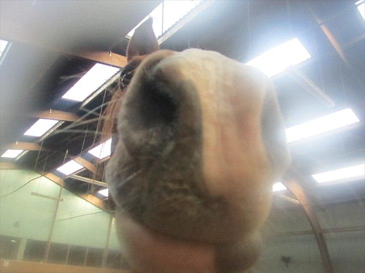 Anden særlig race Tots Ramik billede 2