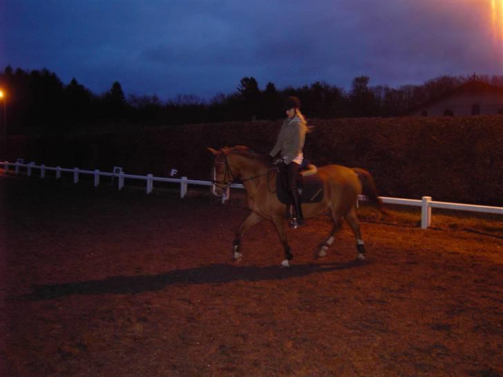 Anden særlig race Tots Ramik billede 3