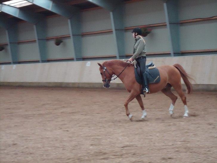 Anden særlig race Tots Ramik -  Med bidløs trense d: Og letridning d; billede 4