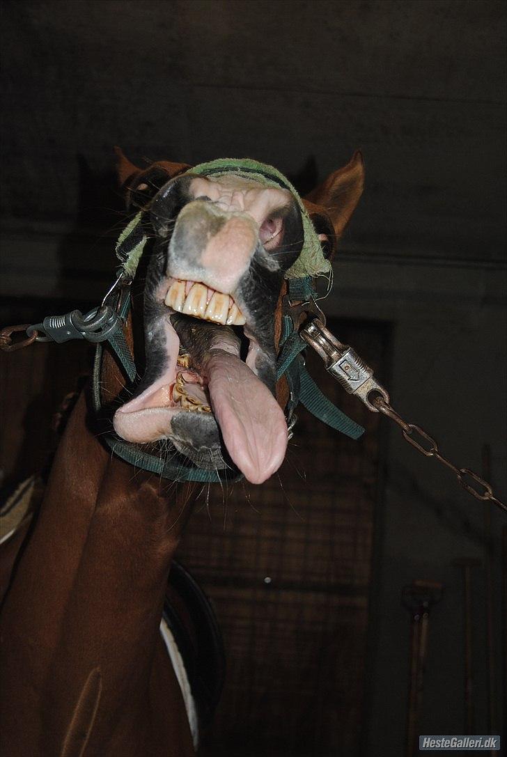 Anden særlig race Tots Ramik billede 5