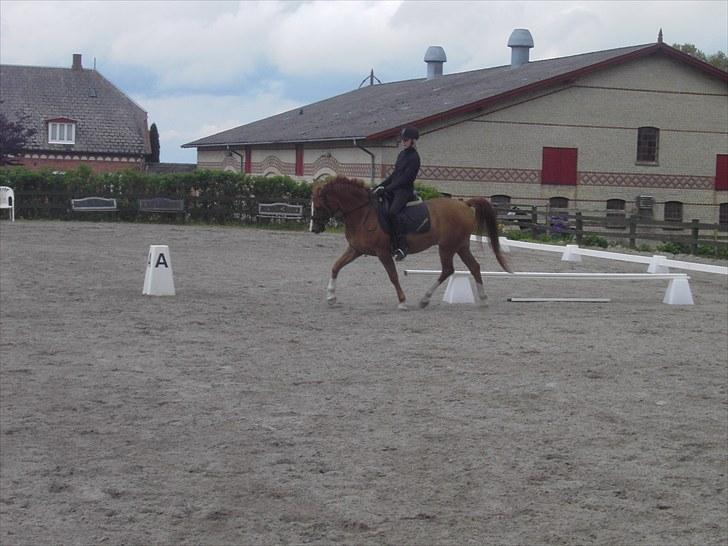 Anden særlig race Tots Ramik billede 6