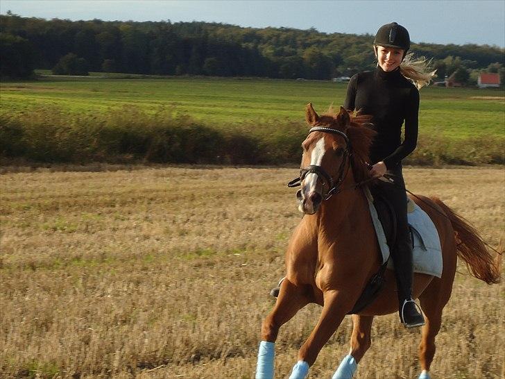 Anden særlig race Tots Ramik billede 7