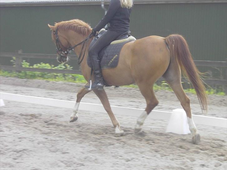 Anden særlig race Tots Ramik billede 8