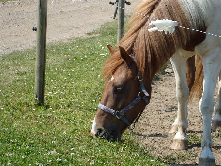 Pinto Spirit Verner - 8. Pony´en i mit liv <3 billede 8