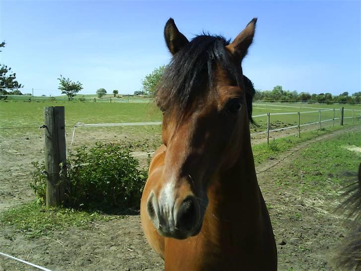 Welsh Pony (sec B) Naop Jack - mit hår sidet for kert heh<33 billede 6