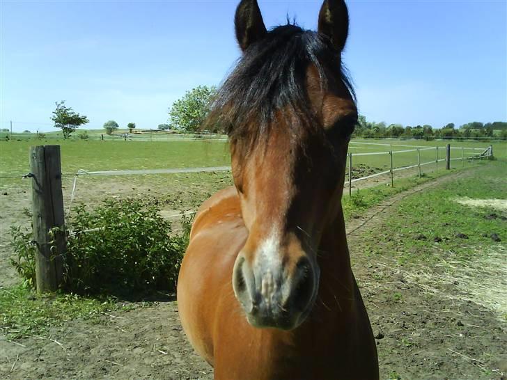 Welsh Pony (sec B) Naop Jack - er jeg pen nok nu heh<33 billede 7