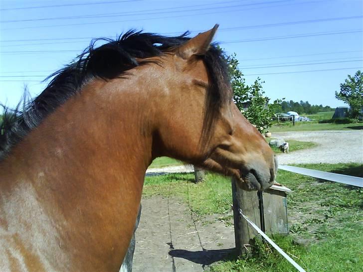 Welsh Pony (sec B) Naop Jack - miin hingst heh<33<33 billede 9