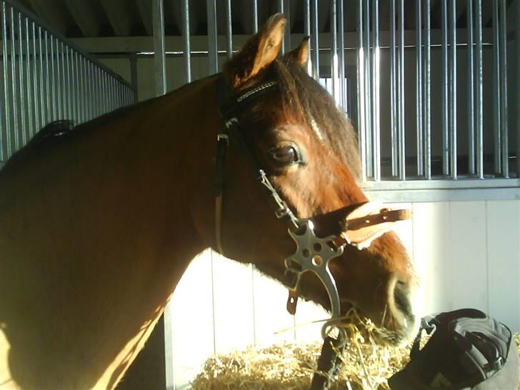 Welsh Pony (sec B) Naop Jack - vvvaaavvv det er flot<33 billede 12