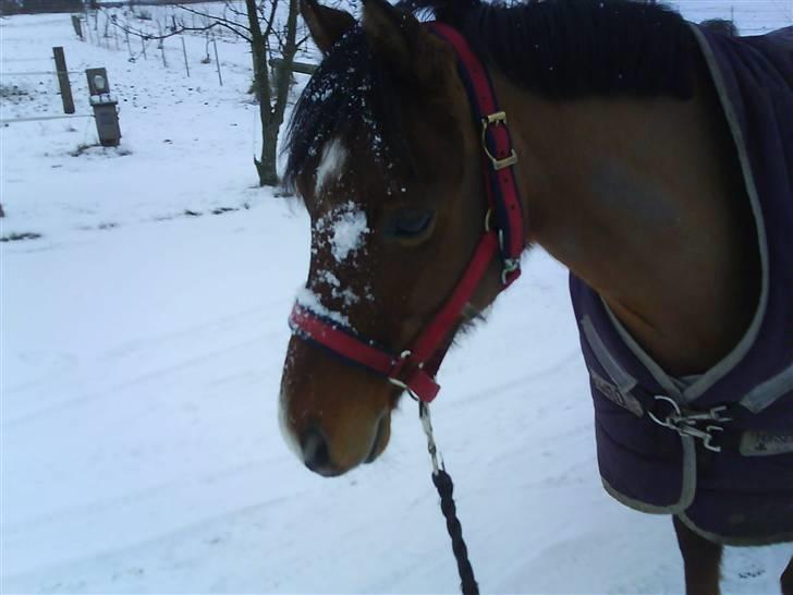 Welsh Pony (sec B) Naop Jack billede 15