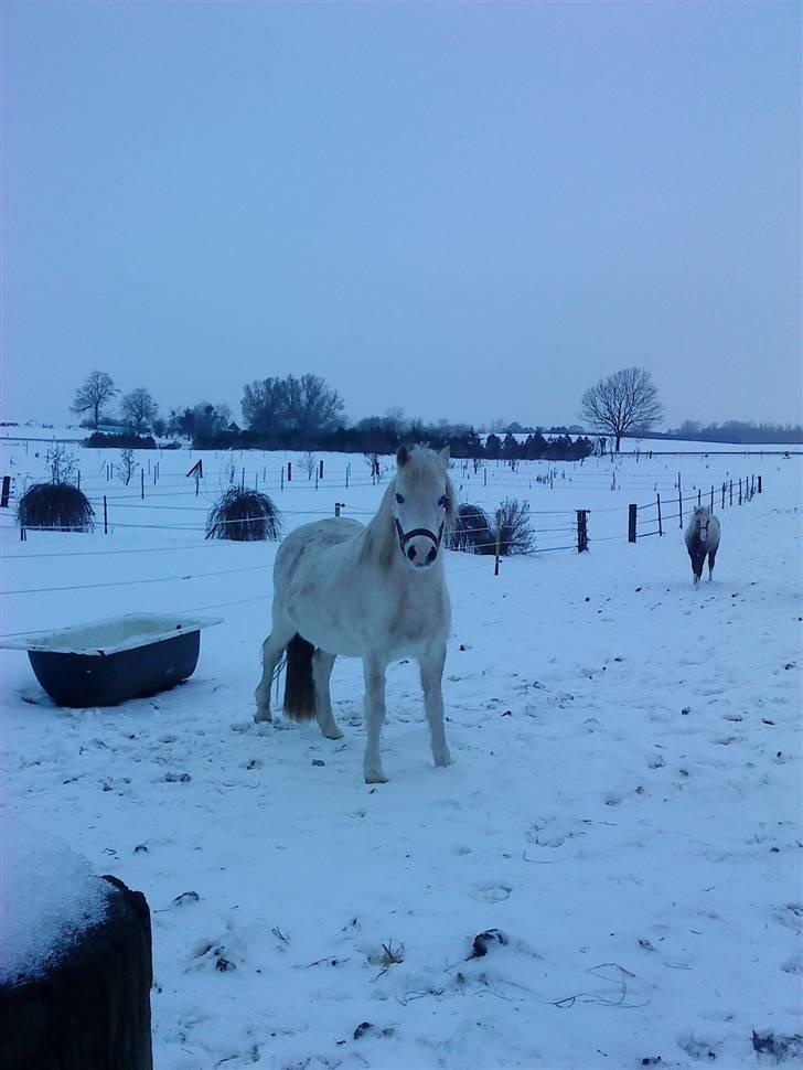Welsh Mountain (sec A) Lundehuset's Misty SOLGT billede 6