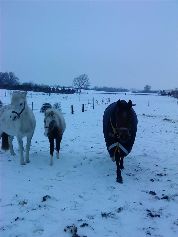 Welsh Mountain (sec A) Lundehuset's Misty SOLGT - Misty på vinter fold med Minni, Fanta og Pjuske billede 7