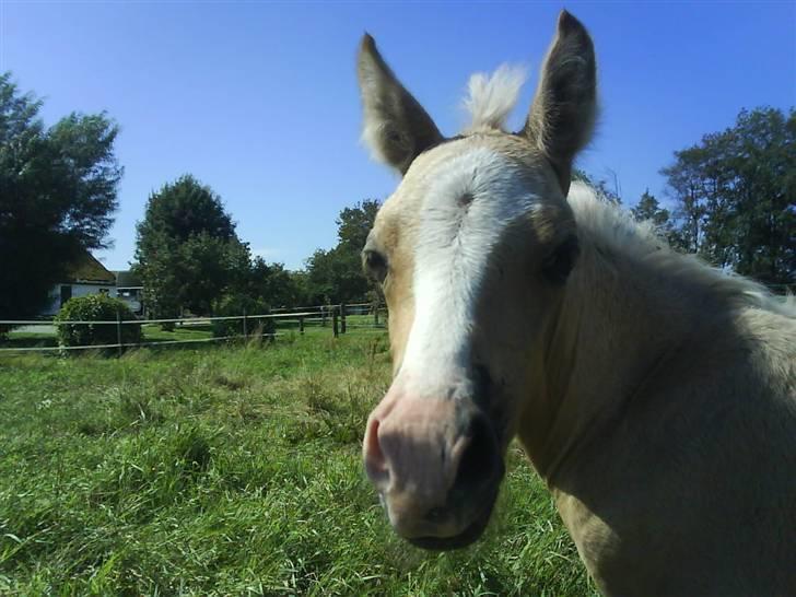 Welsh Pony (sec B) Lundehuset's Harmonie billede 23