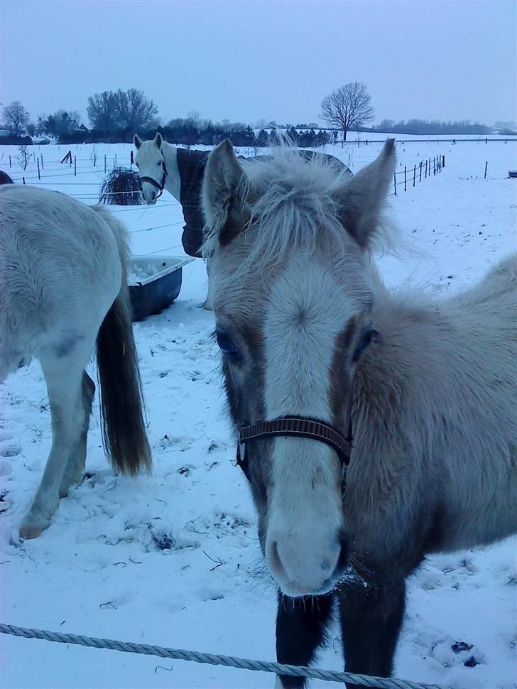 Welsh Pony (sec B) Lundehuset's Harmonie billede 21