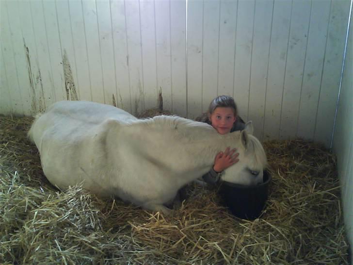 Welsh Pony (sec B) Korreborg's Gazella billede 16