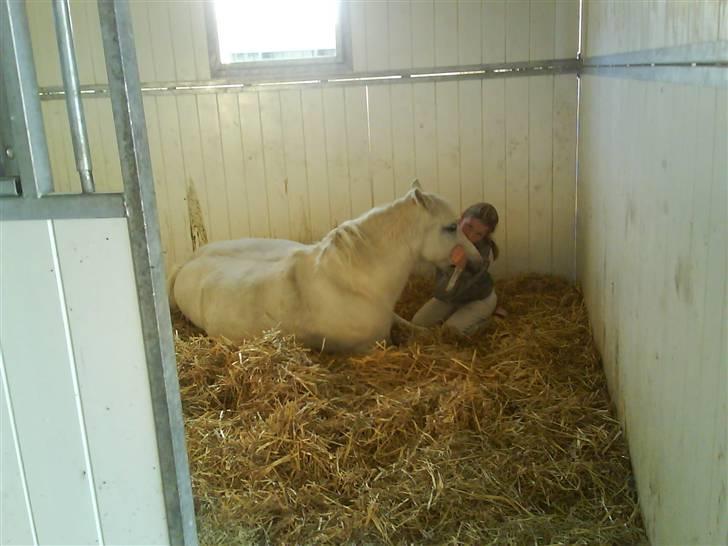 Welsh Pony (sec B) Korreborg's Gazella billede 18