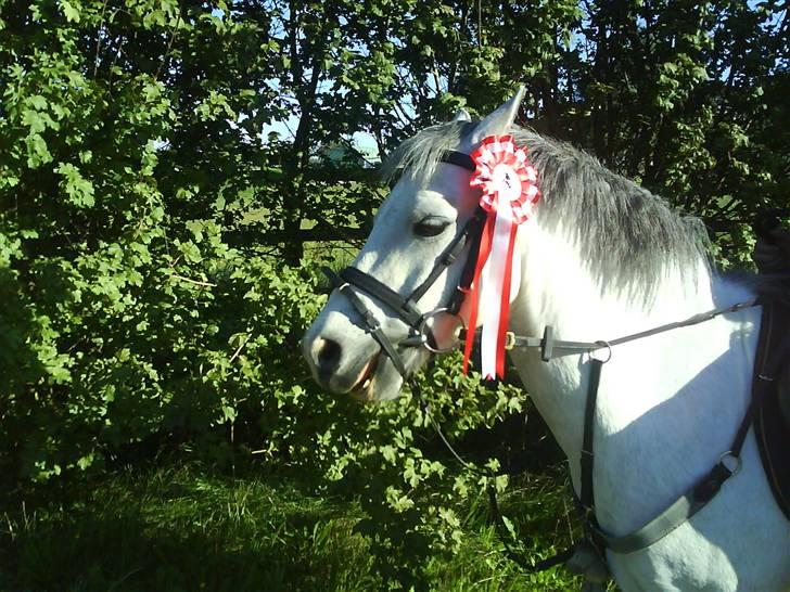 Welsh Mountain (sec A) Edelweis Rex SOLGT billede 9