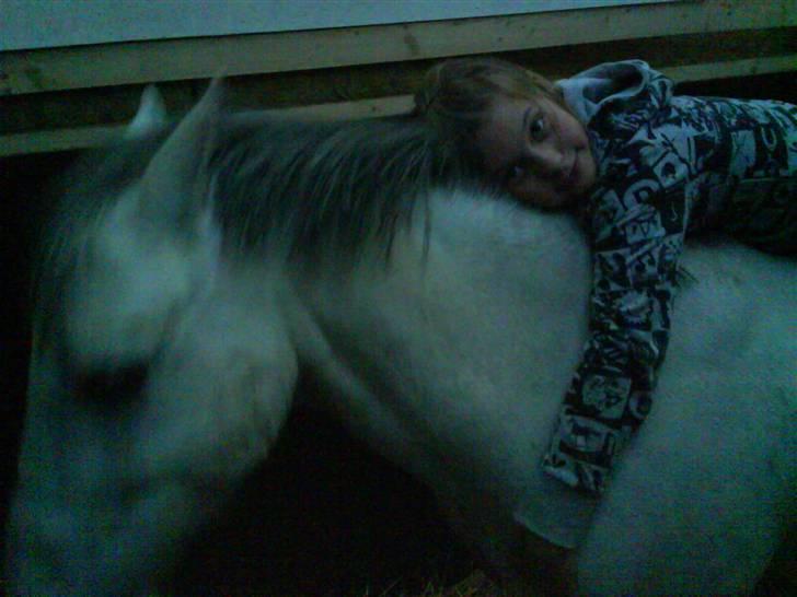 Welsh Mountain (sec A) Edelweis Rex SOLGT billede 10