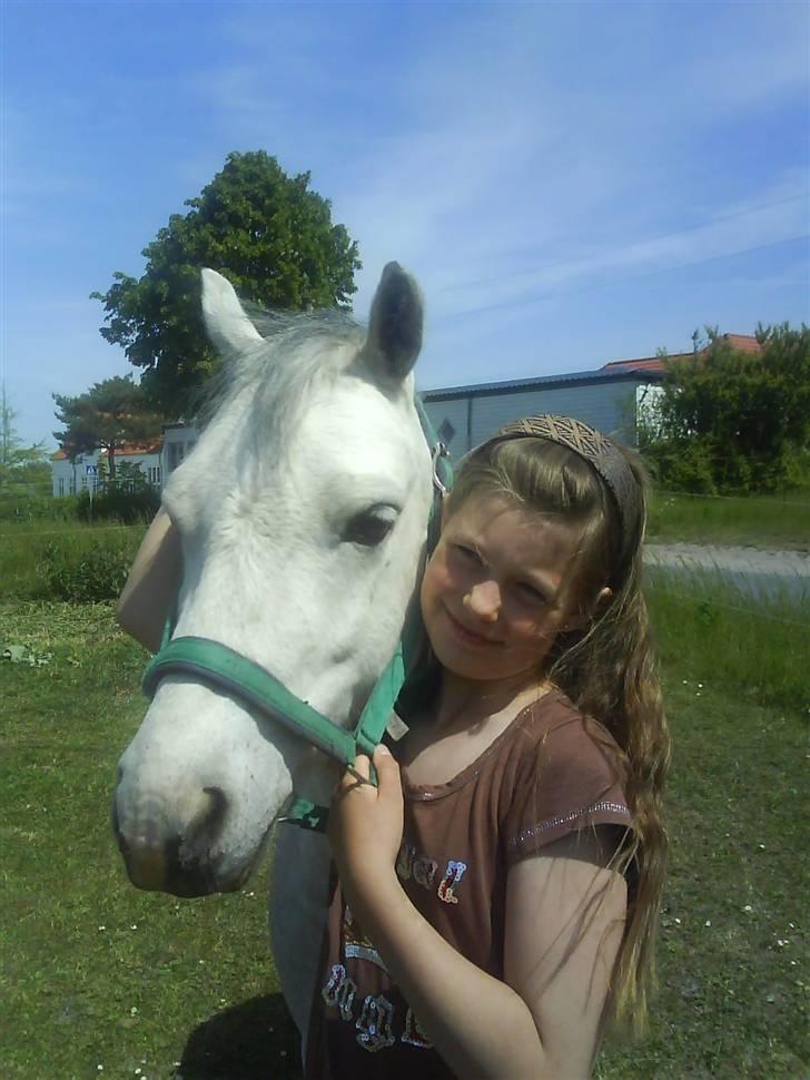 Welsh Mountain (sec A) Edelweis Rex SOLGT billede 11