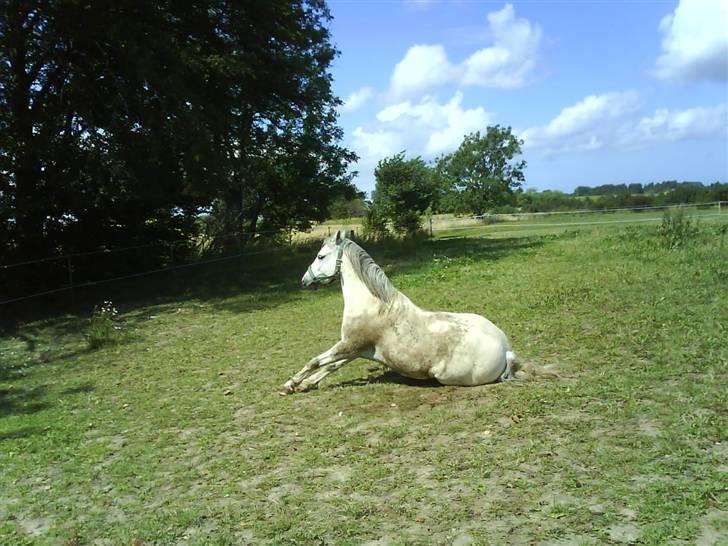 Welsh Mountain (sec A) Edelweis Rex SOLGT billede 12