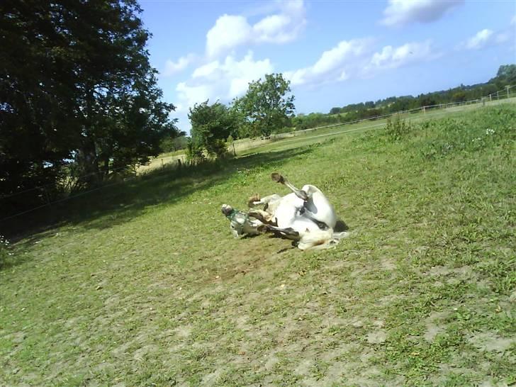 Welsh Mountain (sec A) Edelweis Rex SOLGT billede 13