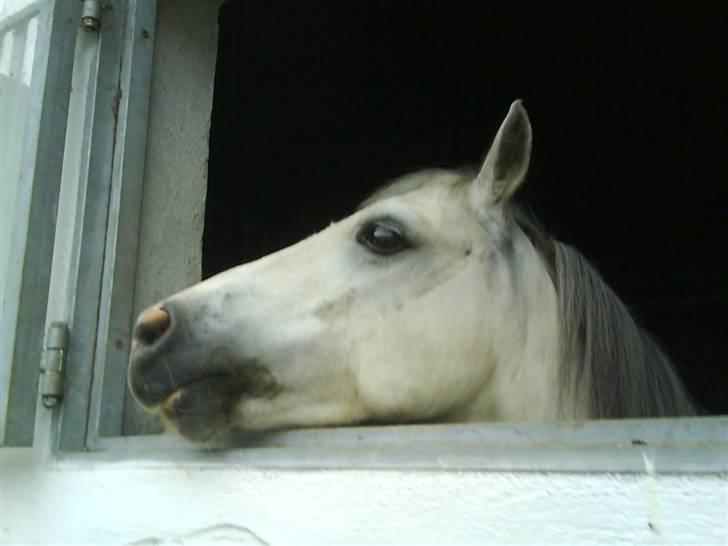 Welsh Mountain (sec A) Edelweis Rex SOLGT billede 14