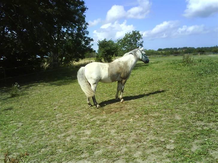 Welsh Mountain (sec A) Edelweis Rex SOLGT billede 15