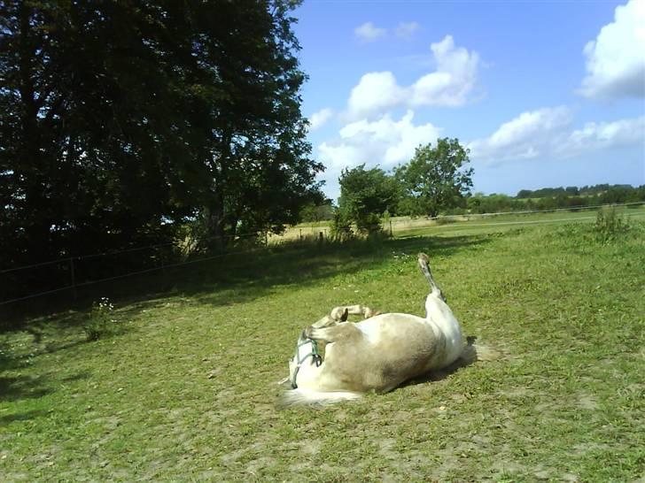 Welsh Mountain (sec A) Edelweis Rex SOLGT billede 16