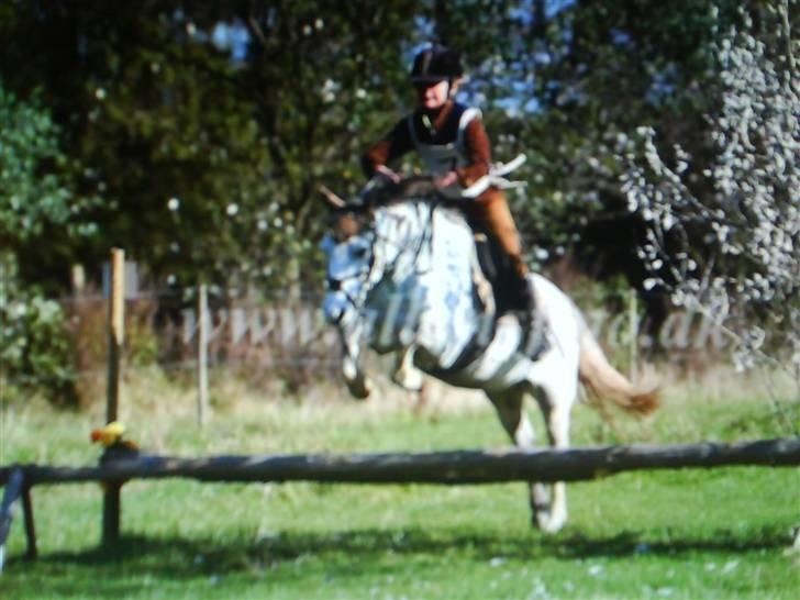 Welsh Mountain (sec A) Edelweis Rex SOLGT billede 17