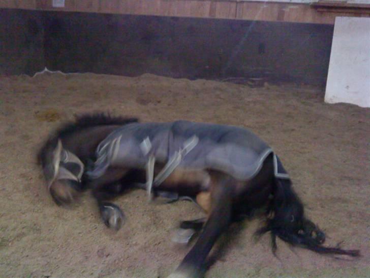 Anden særlig race Salina's Illias R.I.P.<3 billede 10