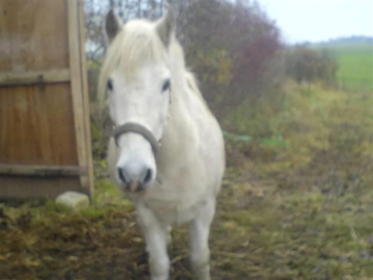 Anden særlig race Mette Line - Verdens dejligste Pony billede 1