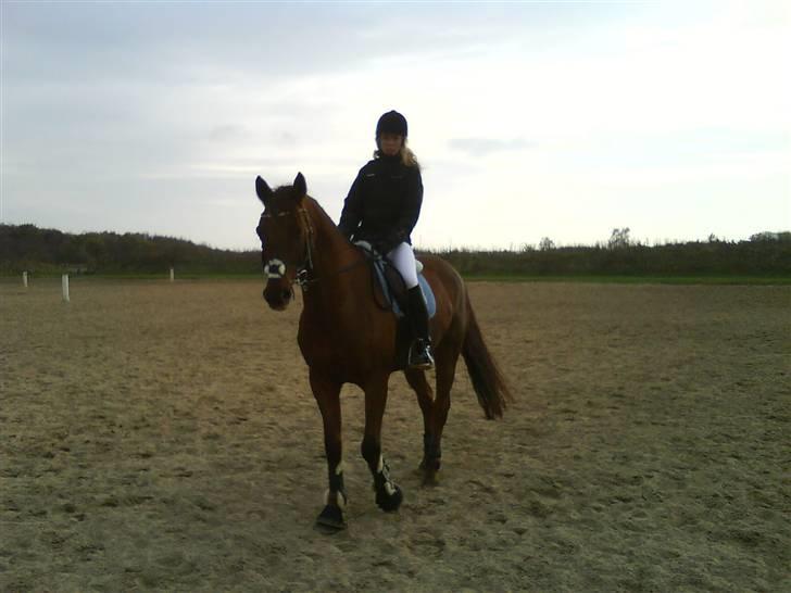 Anden særlig race Malibu billede 9