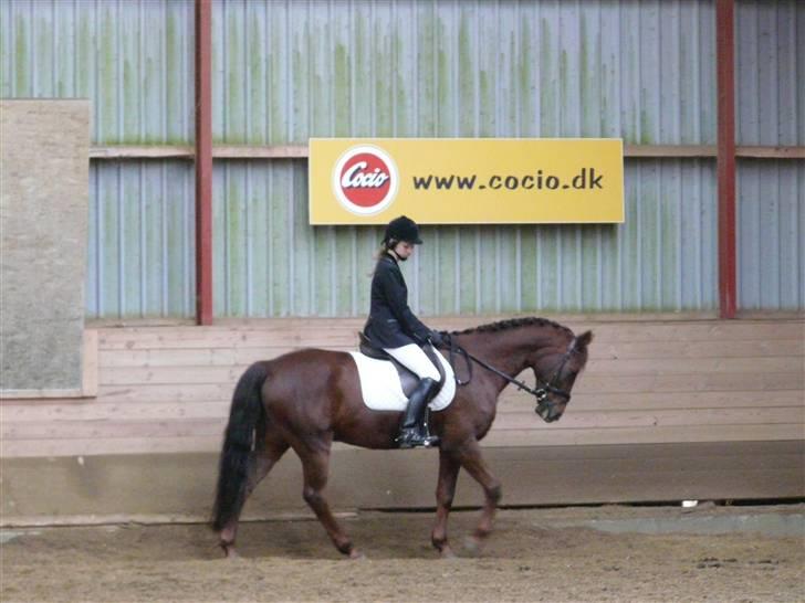 Anden særlig race Malibu billede 11