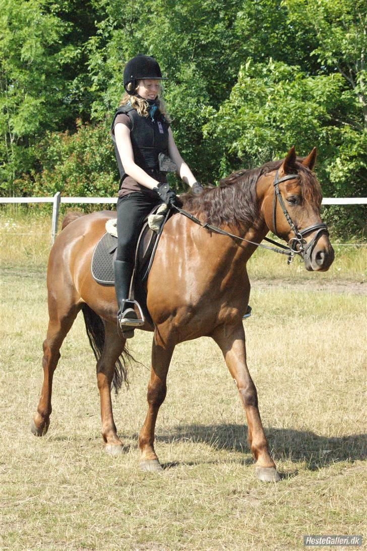 Anden særlig race Malibu billede 12