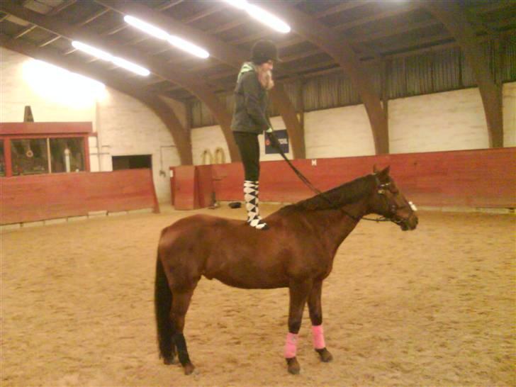 Anden særlig race Malibu billede 13