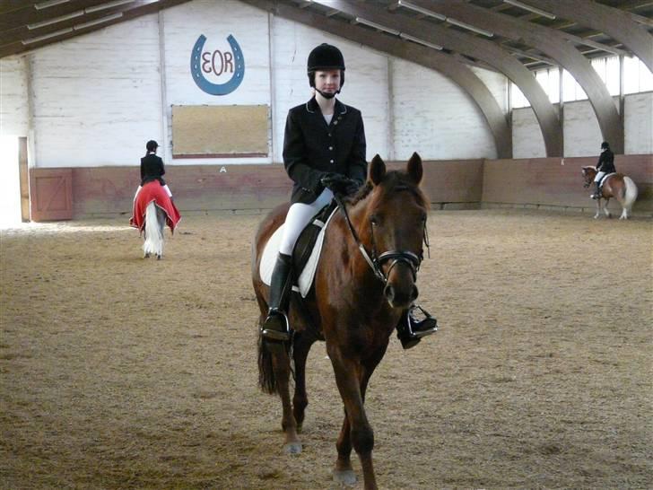 Anden særlig race Malibu billede 14