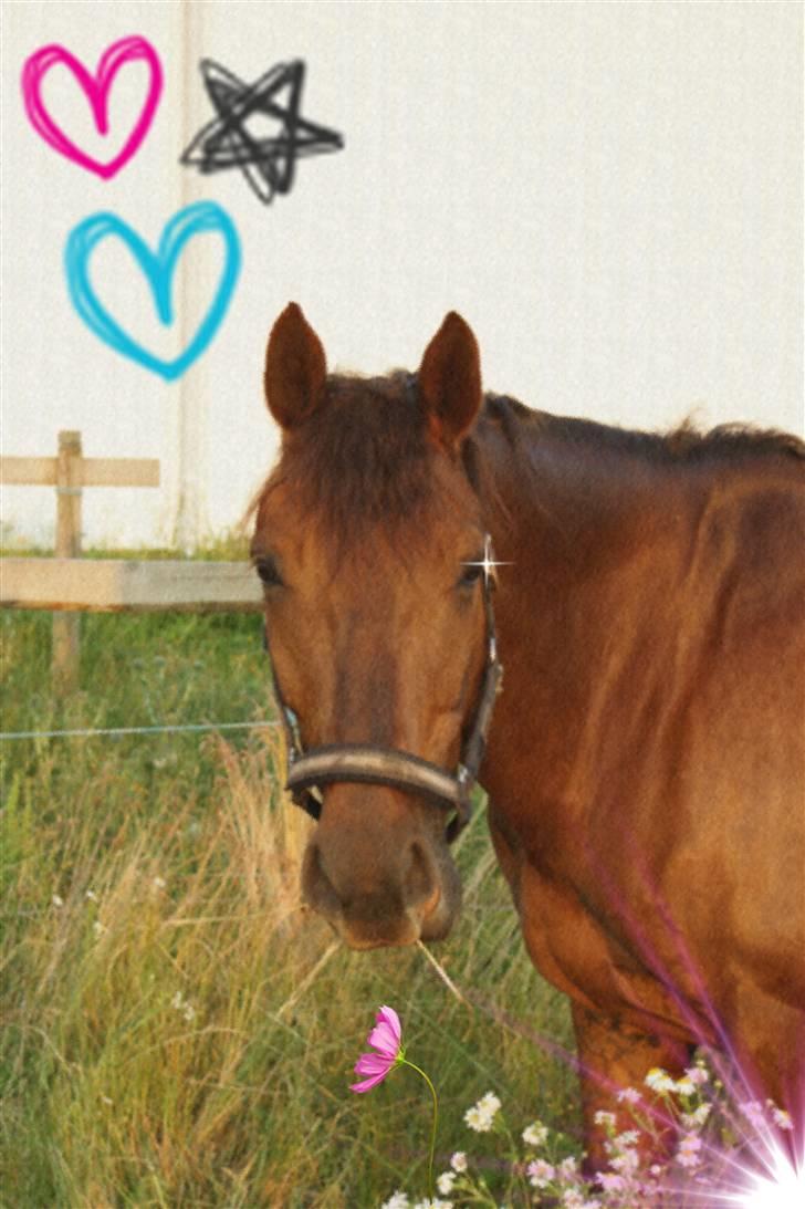 Anden særlig race Malibu billede 15