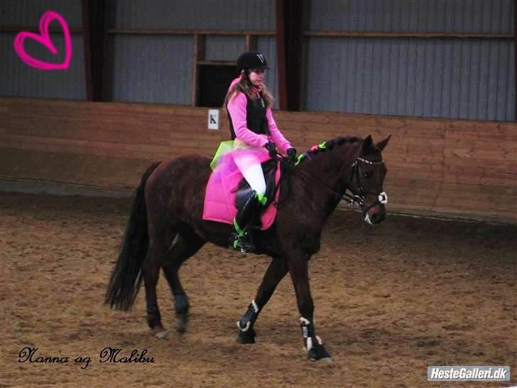 Anden særlig race Malibu billede 17