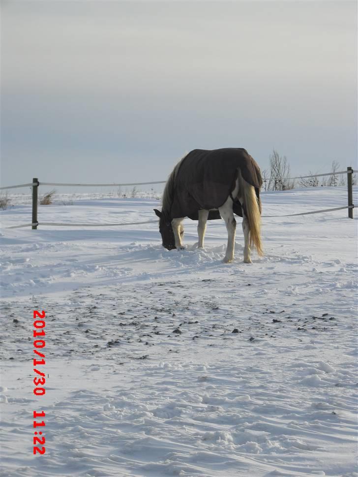 Pinto Jægersmindes Pascha  - # 18 Pigen med hele mulen nede i sneen :D Foto; Mig billede 18