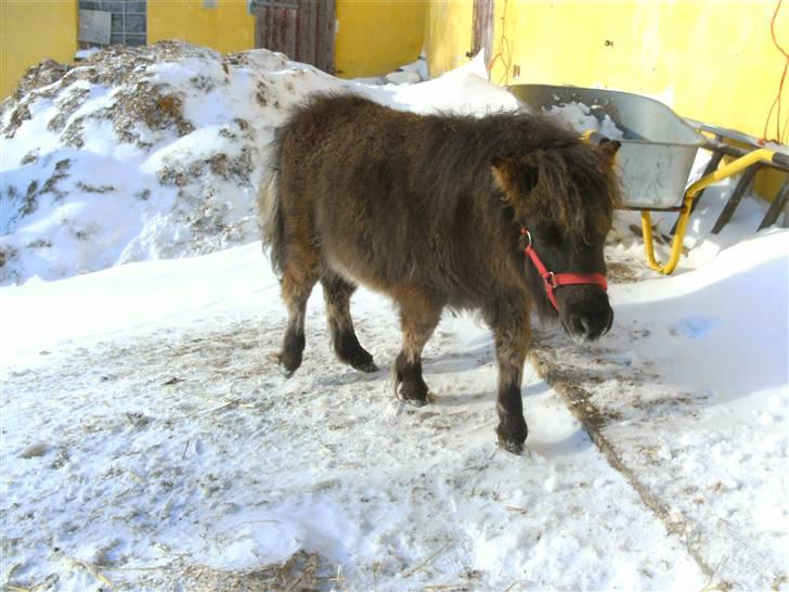 Miniature Ubberup's Erna - Lillepigen billede 13