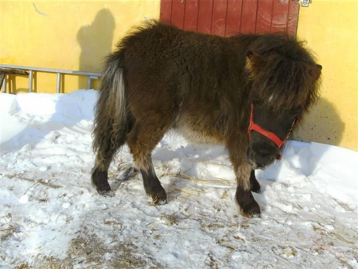 Miniature Ubberup's Erna - Lillepigen billede 14