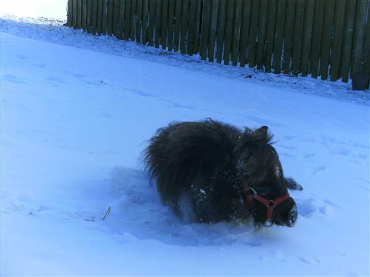 Miniature Ubberup's Erna - Lillepigen billede 15